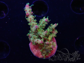 WYSIWYG RAH Acropora 5Z9