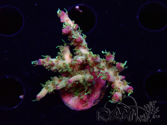 WYSIWYG RAH Acropora 5Z10