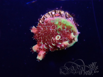 WYSIWYG TSA Acropora Prairie Fire 5ZA1