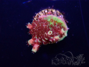 WYSIWYG TSA Acropora Prairie Fire 5ZA1