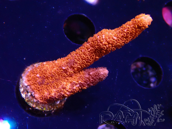 WYSIWYG WC Montipora Digitata Zebra Grafted 5ZA9
