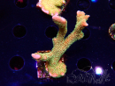 WYSIWYG - RAH Montipora Silly Salmon 4