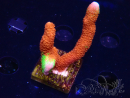 WYSIWYG WWC Montipora Contraband Digitata 5V7