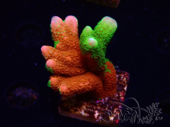 WYSIWYG WWC Montipora Contraband Digitata 5V3
