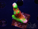 WYSIWYG WWC Montipora Contraband Digitata 5V9