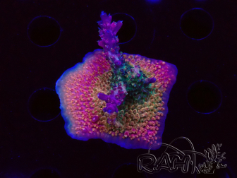 WYSIWYG- RAH Acropora Princess 5A4
