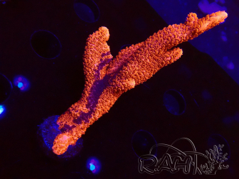 WYSIWYG WC Montipora Digitata Zebra Grafted 5ZA10