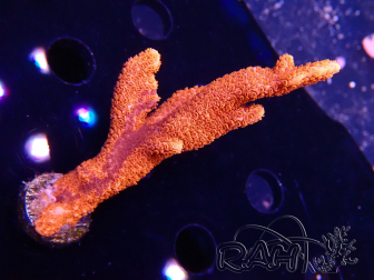 WYSIWYG WC Montipora Digitata Zebra Grafted 5ZA10