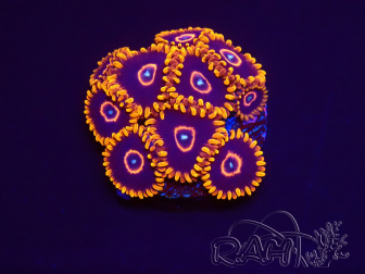 WYSIWYG - Zoanthus Red Hornet 2A7