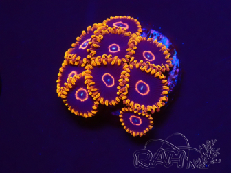 WYSIWYG - Zoanthus Red Hornet 2A11