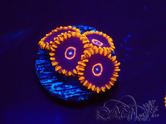 WYSIWYG - Zoanthus Red Hornet 2A12
