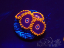 WYSIWYG - Zoanthus Red Hornet 2A12