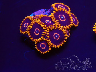 WYSIWYG - Zoanthus Red Hornet 2A13