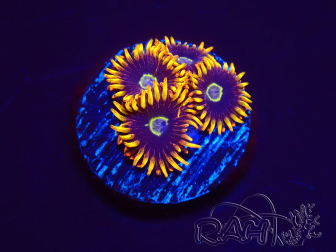 WYSIWYG - Zoanthus Rainbow Hornet 2B3