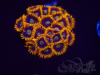 WYSIWYG - Zoanthus Rainbow Hornet 2B10