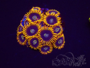 WYSIWYG - Zoanthus Rainbow Hornet 2B11