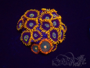 WYSIWYG - Zoanthus Rainbow Hornet 2B12