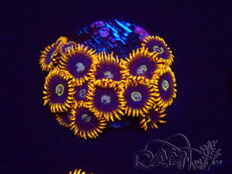 WYSIWYG - Zoanthus Rainbow Hornet 2B16