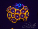 WYSIWYG - Zoanthus Rainbow Hornet 2B16