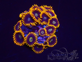 WYSIWYG - Zoanthus Rainbow Hornet 2B18