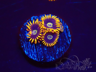WYSIWYG - Zoanthus Rainbow Hornet 2B19