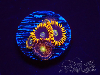 WYSIWYG - Zoanthus Rainbow Hornet 2B20