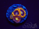 WYSIWYG - Zoanthus Rainbow Hornet 2B20