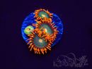 WYSIWYG - Zoanthus Gatorade 2E9