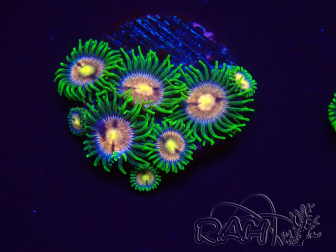 WYSIWYG - Zoanthus Laser Lemon 2F1