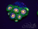 WYSIWYG - Zoanthus Laser Lemon 2F1