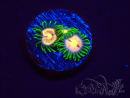 WYSIWYG - Zoanthus Laser Lemon 2F2