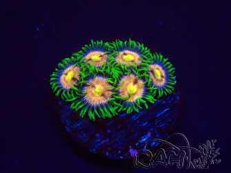 WYSIWYG - Zoanthus Laser Lemon 2F3