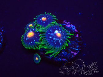 WYSIWYG - JF Zoanthus Stargazer 2G2