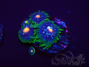 WYSIWYG - JF Zoanthus Stargazer 2G2