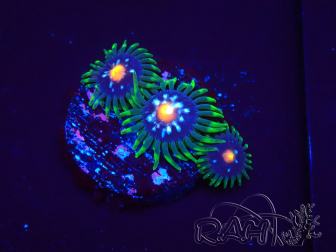 WYSIWYG - JF Zoanthus Stargazer 2G3