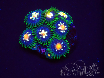 WYSIWYG - JF Zoanthus Stargazer 2G6