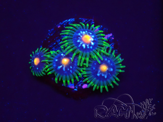 WYSIWYG - JF Zoanthus Stargazer 2G7