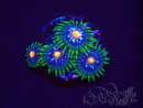 WYSIWYG - JF Zoanthus Stargazer 2G7