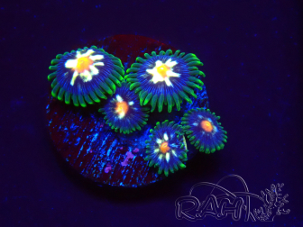 WYSIWYG - JF Zoanthus Stargazer 2G11