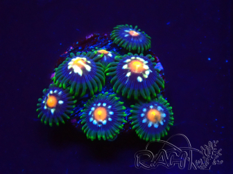 WYSIWYG - JF Zoanthus Stargazer 2G13