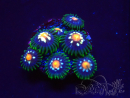 WYSIWYG - JF Zoanthus Stargazer 2G13
