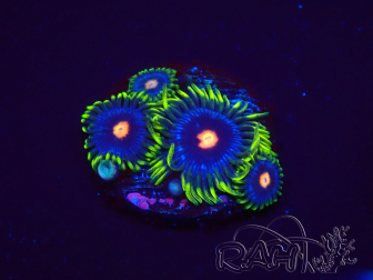 WYSIWYG - JF Zoanthus Stargazer 2G15