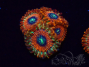 WYSIWYG - Zoanthus Happy People Eater 2H1
