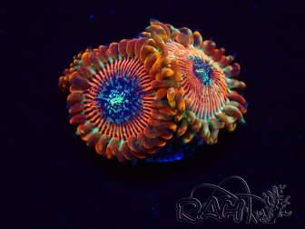 WYSIWYG - Zoanthus Happy People Eater 2H2