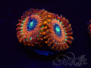 WYSIWYG - Zoanthus Happy People Eater 2H6