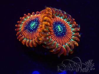 WYSIWYG - Zoanthus Happy People Eater 2H7