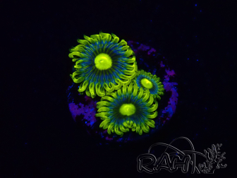 WYSIWYG - Zoanthus Corona 2I2