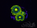 WYSIWYG - Zoanthus Corona 2I2