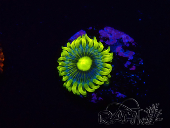 WYSIWYG - Zoanthus Corona 2I3