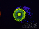 WYSIWYG - Zoanthus Corona 2I3